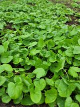 팜모닝 자유주제·자유게시판 게시글 이미지