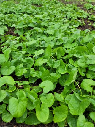 병풍취산채농원님의 자유주제 · 자유게시판 작성글 사진