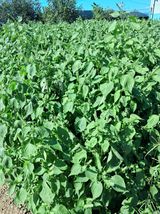 팜모닝 가을 농장 자랑해주세요🧑‍🌾·참여글 게시글 이미지