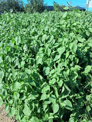 매실12621님의 가을 농장 자랑해주세요🧑‍🌾 · 참여글 작성글 사진