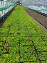 팜모닝 자유주제·자유게시판 게시글 이미지