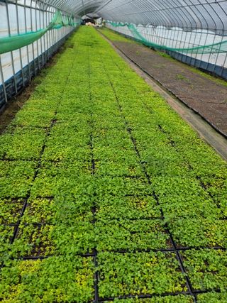 병풍취산채농원님의 자유주제 · 자유게시판 작성글 사진