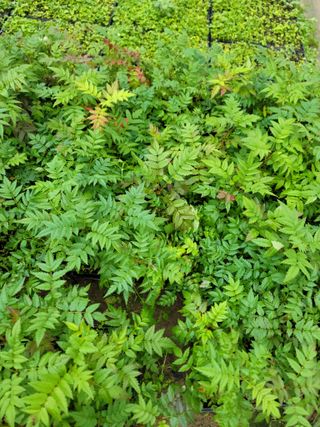 병풍취산채농원님의 자유주제 · 자유게시판 작성글 사진