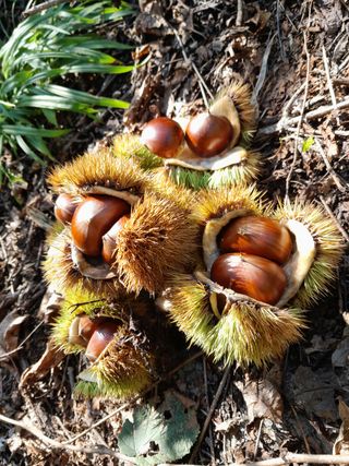 힐링촌가님의 옥수수 · 영농일지 작성글 사진