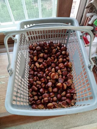 권오정님의 고구마 · 자유게시판 작성글 사진