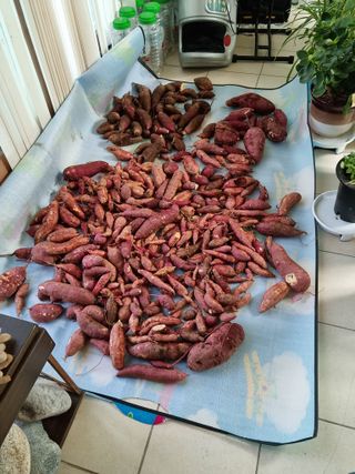 권오정님의 고구마 · 자유게시판 작성글 사진