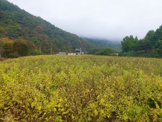 홍순원님의 들깨 · 영농일지 작성글 사진