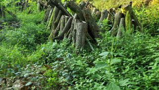 자연농원 순 강재옥님의 자유주제 · 자유게시판 작성글 사진