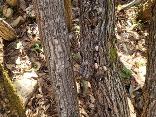 자연농원 순 강재옥님의 자유주제 · 자유게시판 작성글 사진