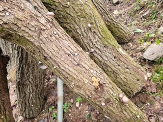 자연농원 순 강재옥님의 자유주제 · 자유게시판 작성글 사진