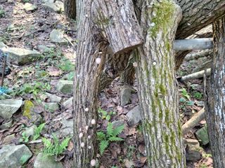 자연농원 순 강재옥님의 자유주제 · 자유게시판 작성글 사진