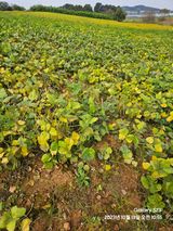 팜모닝 콩·자유게시판 게시글 이미지