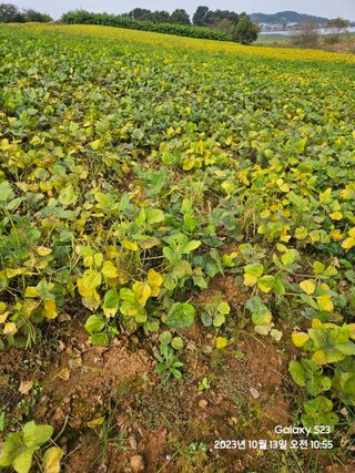 수환이네농장님의 콩 · 자유게시판 작성글 사진