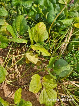 수환이네농장님의 콩 · 자유게시판 작성글 사진