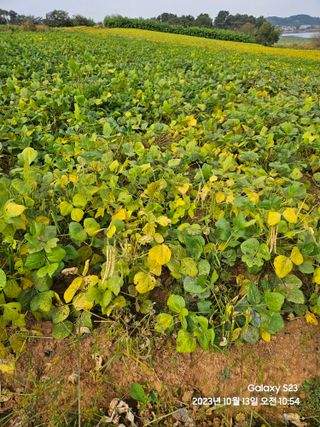 수환이네농장님의 콩 · 자유게시판 작성글 사진