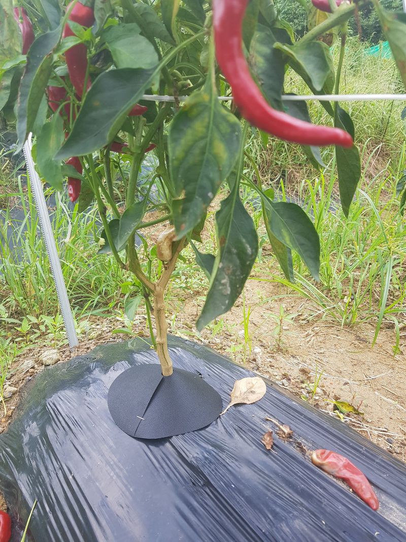 바이털사인님의 장터 판매 상품 [코테카고추콘] 첨부 사진