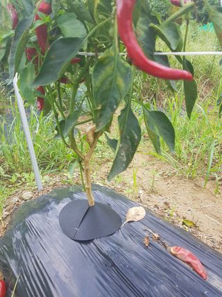 바이털사인님의 작성글 사진