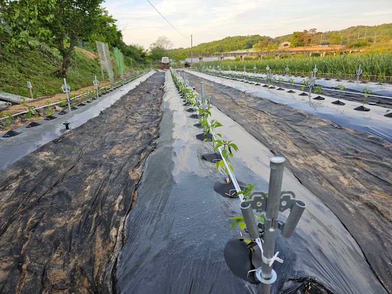 바이털사인님의 장터 판매 상품 [코테카고추콘] 첨부 사진