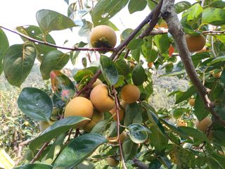 제키님의 감 · 영농일지 작성글 사진