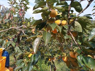 제키님의 감 · 영농일지 작성글 사진