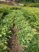 팜모닝 사과·영농일지 게시글 이미지