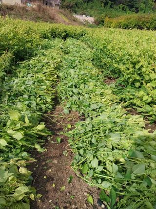 류남열님의 사과 · 영농일지 작성글 사진