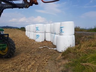 이행옥님의 기타작물 · 영농일지 작성글 사진