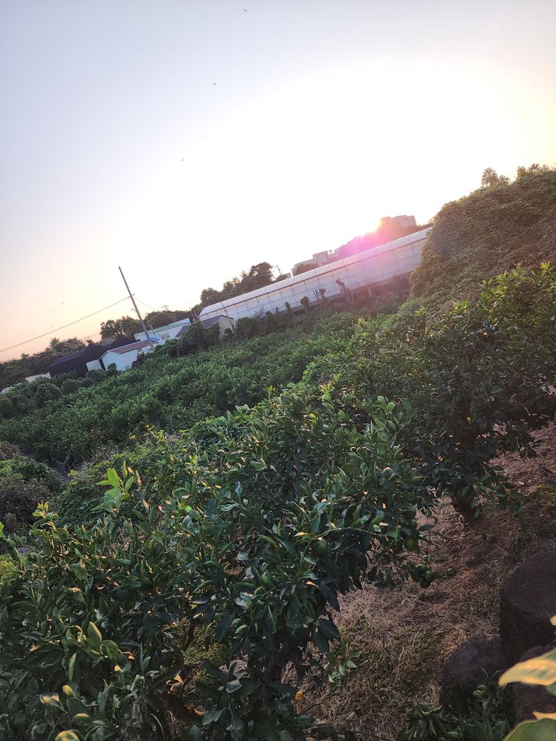 장터 상품 [노지감귤 극조생 10kg] 썸네일