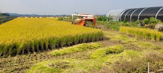 살구15128님의 벼 · 영농일지 작성글 사진