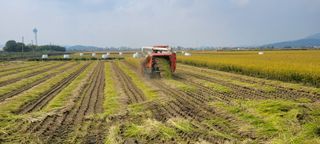 살구15128님의 벼 · 영농일지 작성글 사진