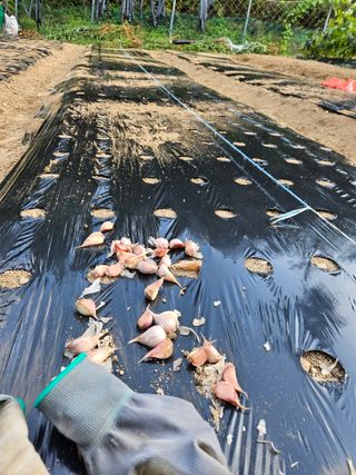 서상진님의 마늘 · 파종작업 작성글 사진