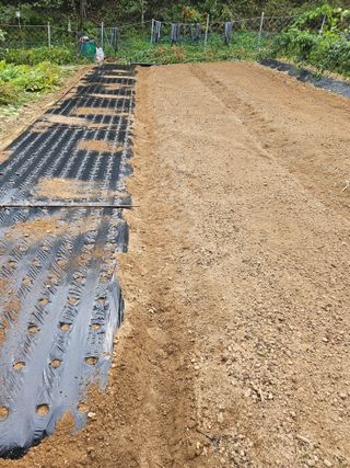 서상진님의 마늘 · 파종작업 작성글 사진