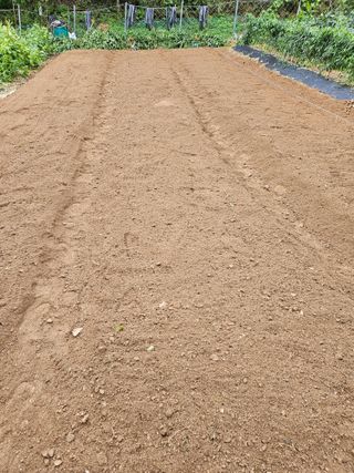 서상진님의 마늘 · 파종작업 작성글 사진