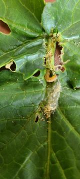 팜모닝 기타작물·영농일지 게시글 이미지