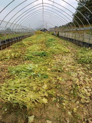 김진영님의 들깨 · 자유게시판 작성글 사진