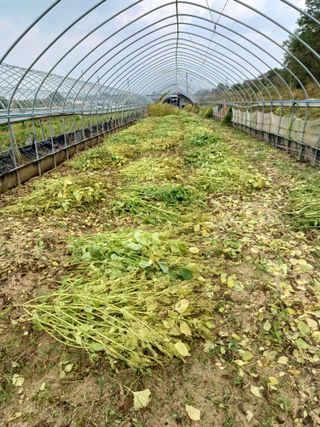 김진영님의 들깨 · 자유게시판 작성글 사진