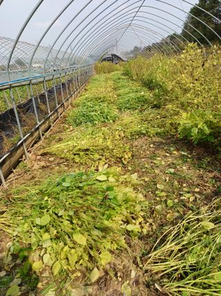 김진영님의 들깨 · 자유게시판 작성글 사진