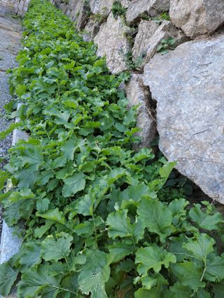 강정희님의 가을 농장 자랑해주세요🧑‍🌾 · 참여글 작성글 사진