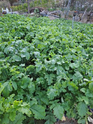 강정희님의 가을 농장 자랑해주세요🧑‍🌾 · 참여글 작성글 사진