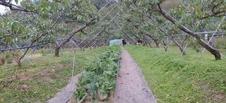 달맛햇복숭아농원님의 복숭아 · 자유게시판 작성글 사진