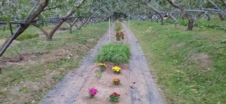 달맛햇복숭아농원님의 복숭아 · 자유게시판 작성글 사진