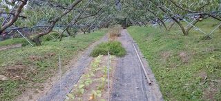 달맛햇복숭아농원님의 복숭아 · 자유게시판 작성글 사진