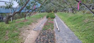 달맛햇복숭아농원님의 복숭아 · 자유게시판 작성글 사진