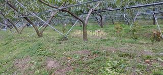 달맛햇복숭아농원님의 복숭아 · 자유게시판 작성글 사진