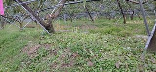 달맛햇복숭아농원님의 복숭아 · 자유게시판 작성글 사진