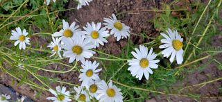 달맛햇복숭아농원님의 자유주제 · 사진전 작성글 사진