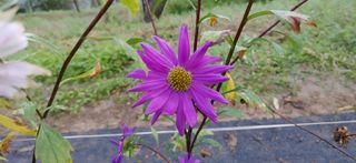 달맛햇복숭아농원님의 자유주제 · 사진전 작성글 사진