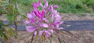 달맛햇복숭아농원님의 자유주제 · 사진전 작성글 사진