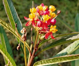 달맛햇복숭아농원님의 자유주제 · 사진전 작성글 사진