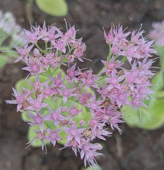 달맛햇복숭아농원님의 자유주제 · 사진전 작성글 사진